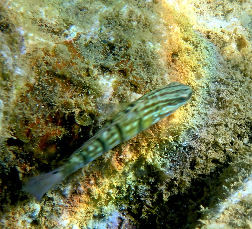 Banded goby (Amblygobius phalaena) — Gobiidae