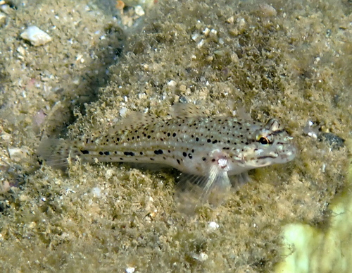 Goldman's goby (Istigobius goldmanni) — Gobiidae — 4