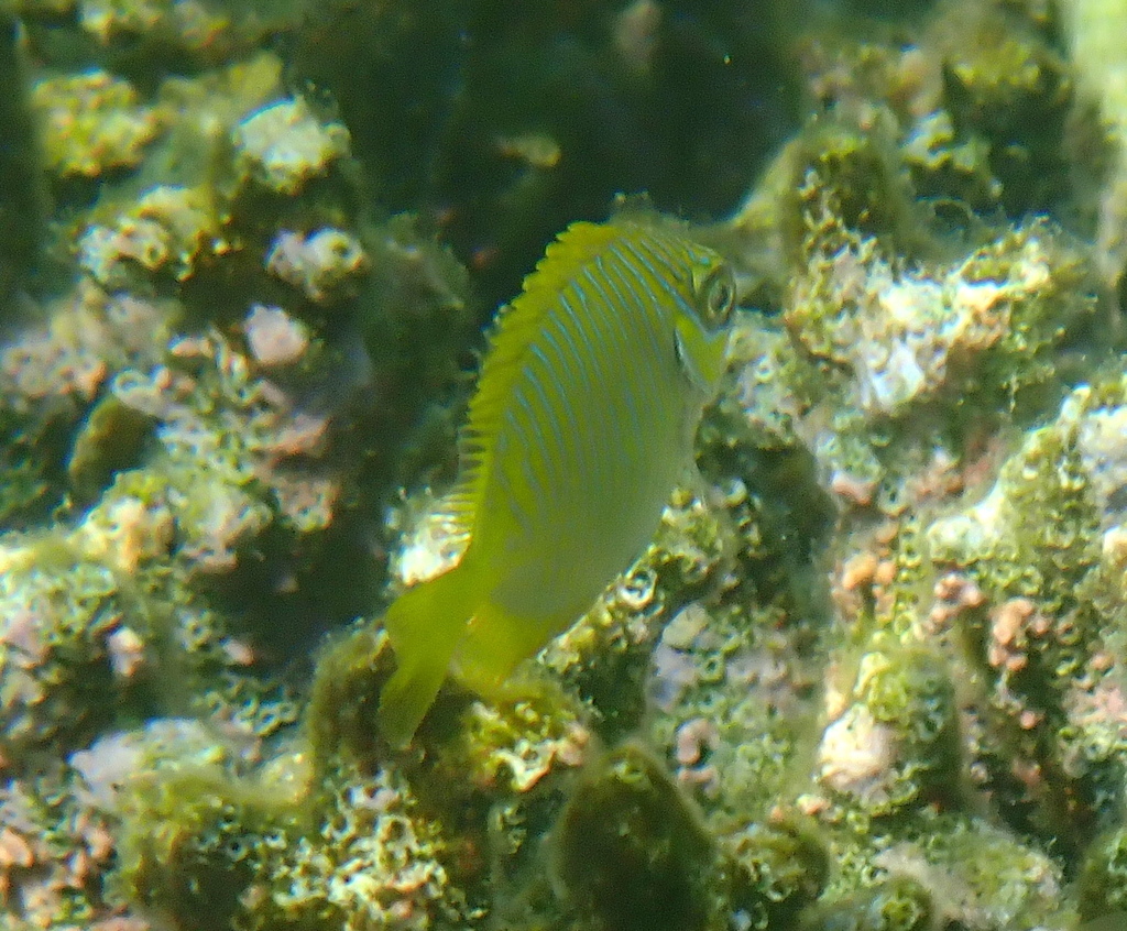 Barred rabbitfish (Siganus doliatus) — Siganidae