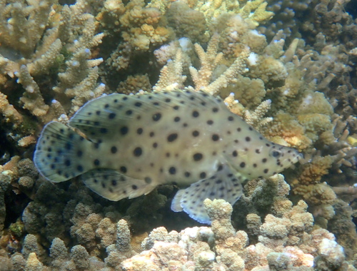 Humpback grouper (Cromileptes altivelis) — Serranidae — 5
