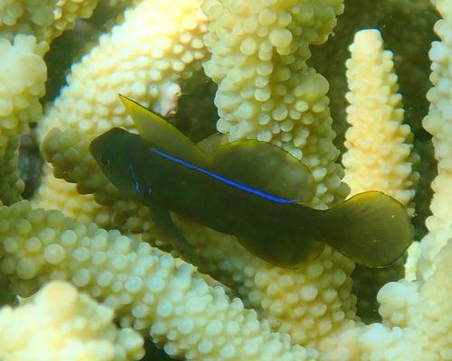 Citron goby (Gobiodon citrinus) — Gobiidae