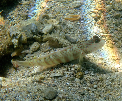 Pink-speckled shrimpgoby (Cryptocentrus leptocephalus) — Gobiidae — 4