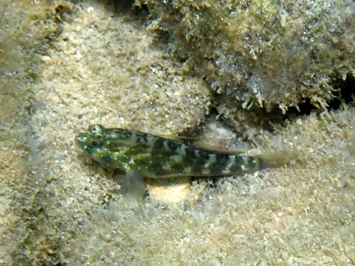 Bluespotted goby (Asterropteryx semipunctata) — Gobiidae