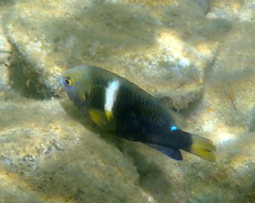 Deep reef chromis (Chrysiptera biocellata) — Pomacentridae