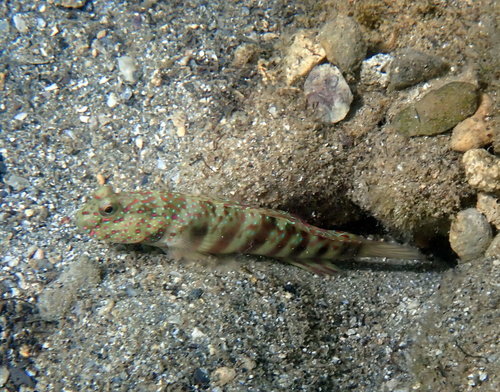 Pink-speckled shrimpgoby (Cryptocentrus leptocephalus) — Gobiidae — 2