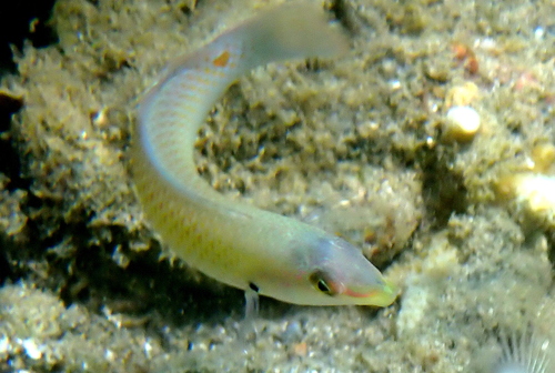Spotted-tail rainbowfish (Halichoeres trimaculatus) — Labridae