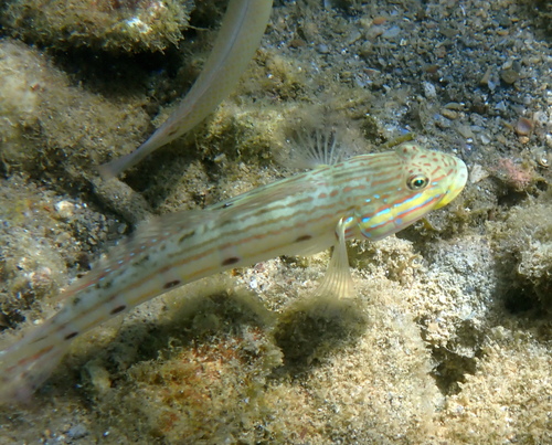 Longfinned sleeper goby (Valenciennea longipinnis) — Gobiidae — 2