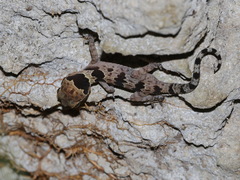 Cyrtodactylus papilionoides
