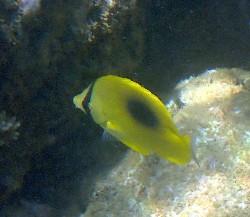 Butterflyfish (Chaetodon speculum) — Chaetodontidae