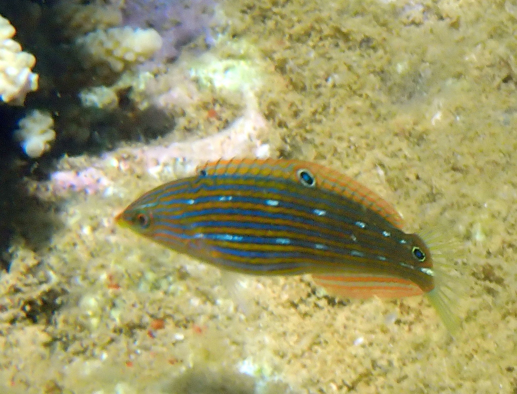 Hoeven's wrasse (Halichoeres melanurus) — Labridae
