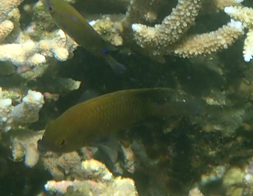 Biglip damsel (Cheiloprion labiatus) — Pomacentridae