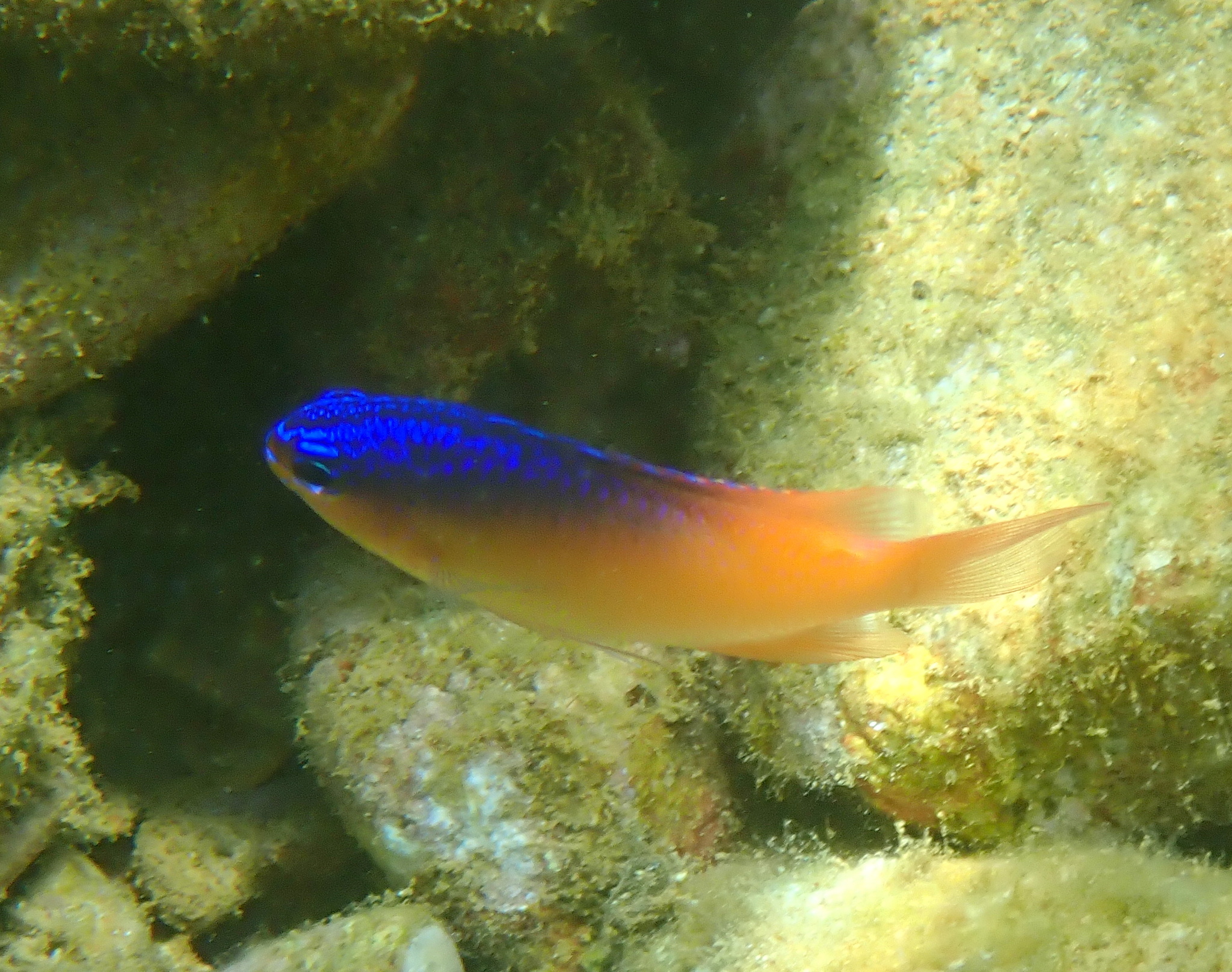 Greyback Damsel photo 6