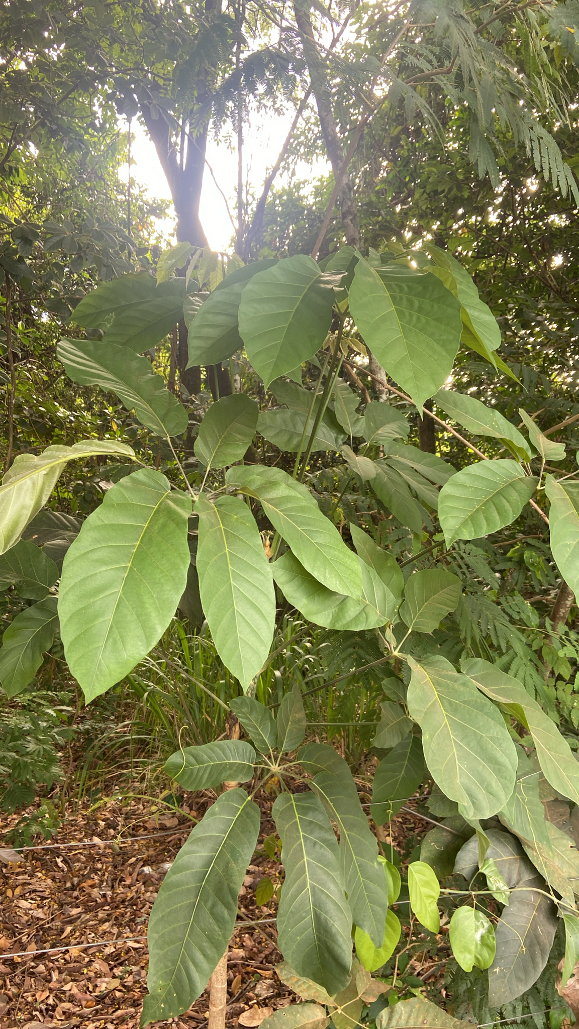 Didymopanax morototoni