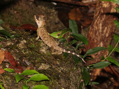 Acanthosaura cardamomensis