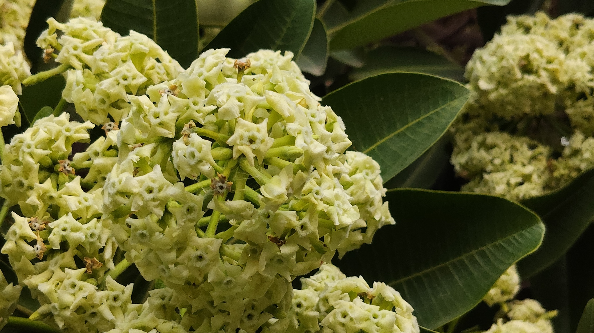 Alstonia