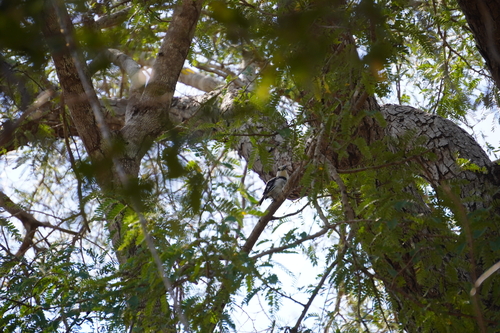 iNaturalist image