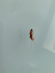 Parisopalpus nigronotatus