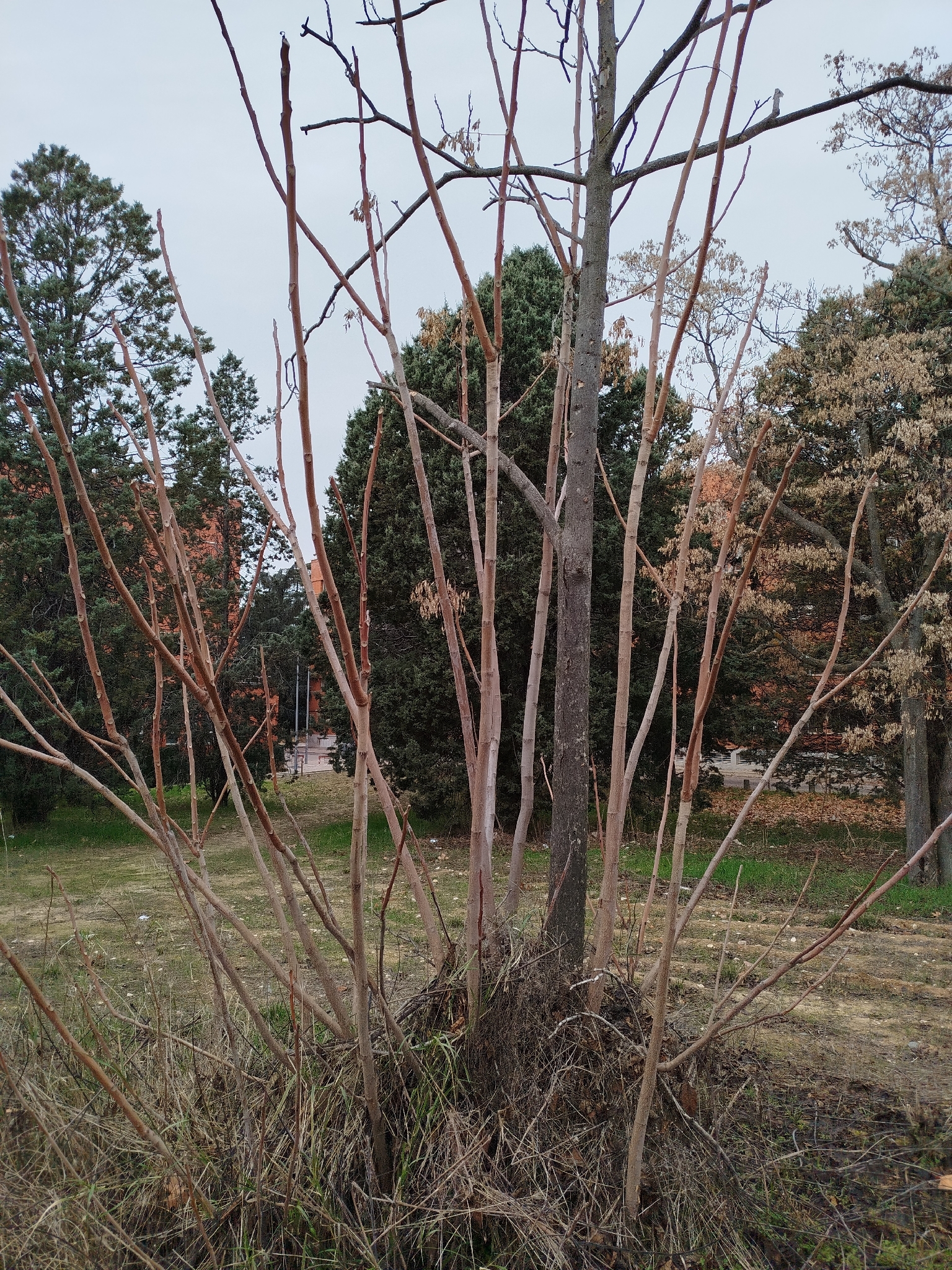 Tree of heaven (Ailanthus altissima)