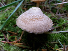 Inocybe albodisca