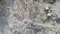 Psorothamnus schottii