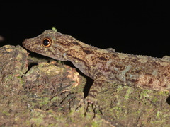Cnemaspis chanardi