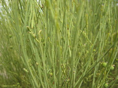 Choretrum glomeratum