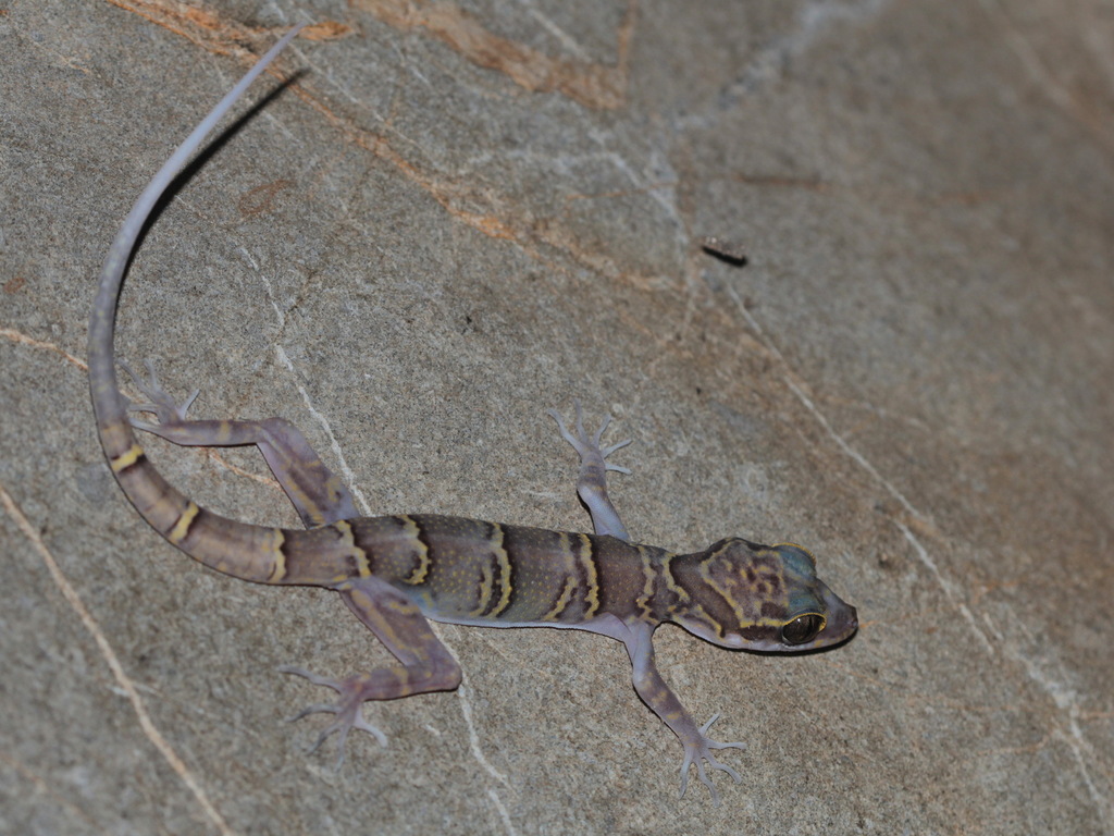 Chanhome's Bow-Fingered Gecko