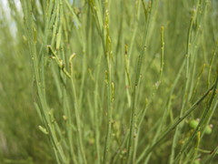 Choretrum glomeratum