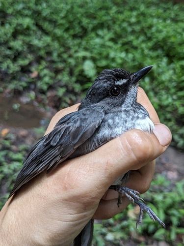 iNaturalist image