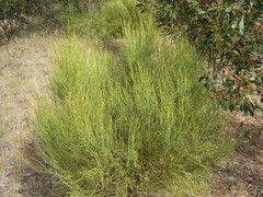 Choretrum glomeratum