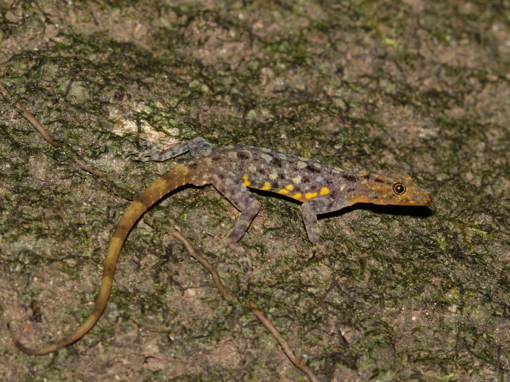 Chanthaburi Rock Gecko
