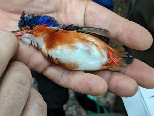 iNaturalist image