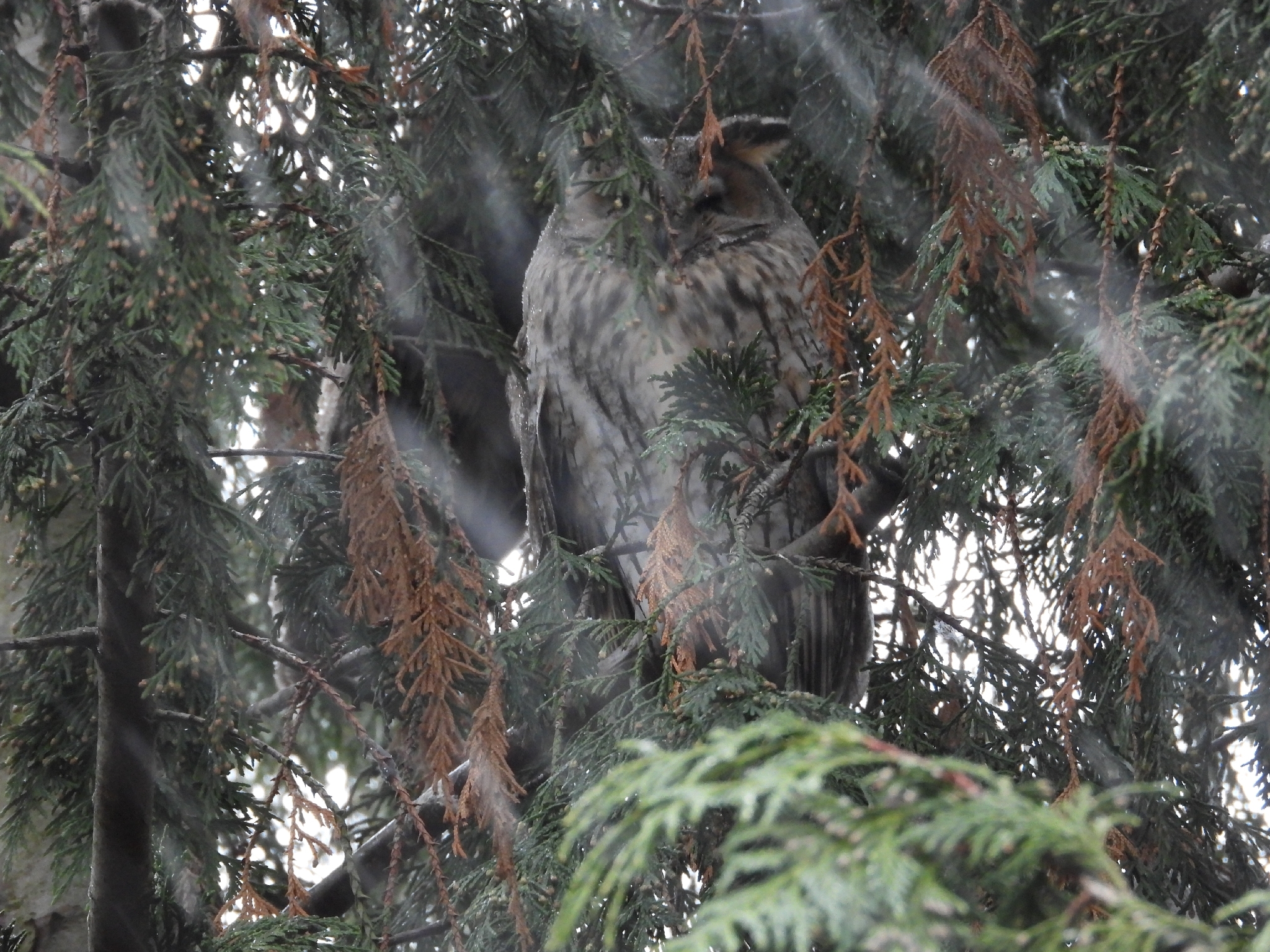 Long-eared Owl (Asio otus), photo 2