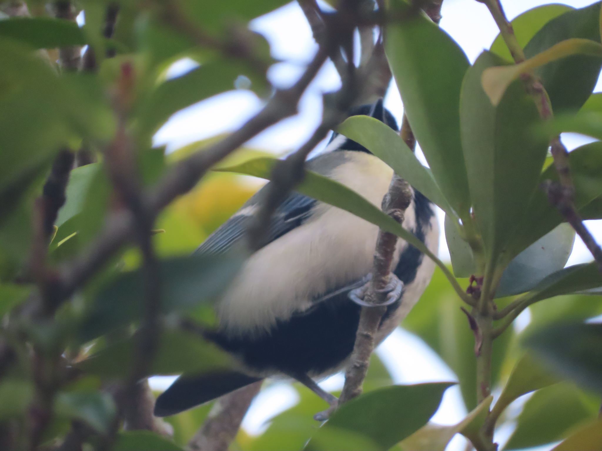 Cinereous Tit (Parus cinereus), photo 8