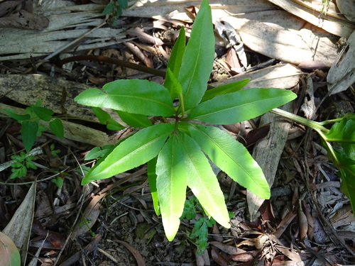 Helminthostachys zeylanica iNat (3)