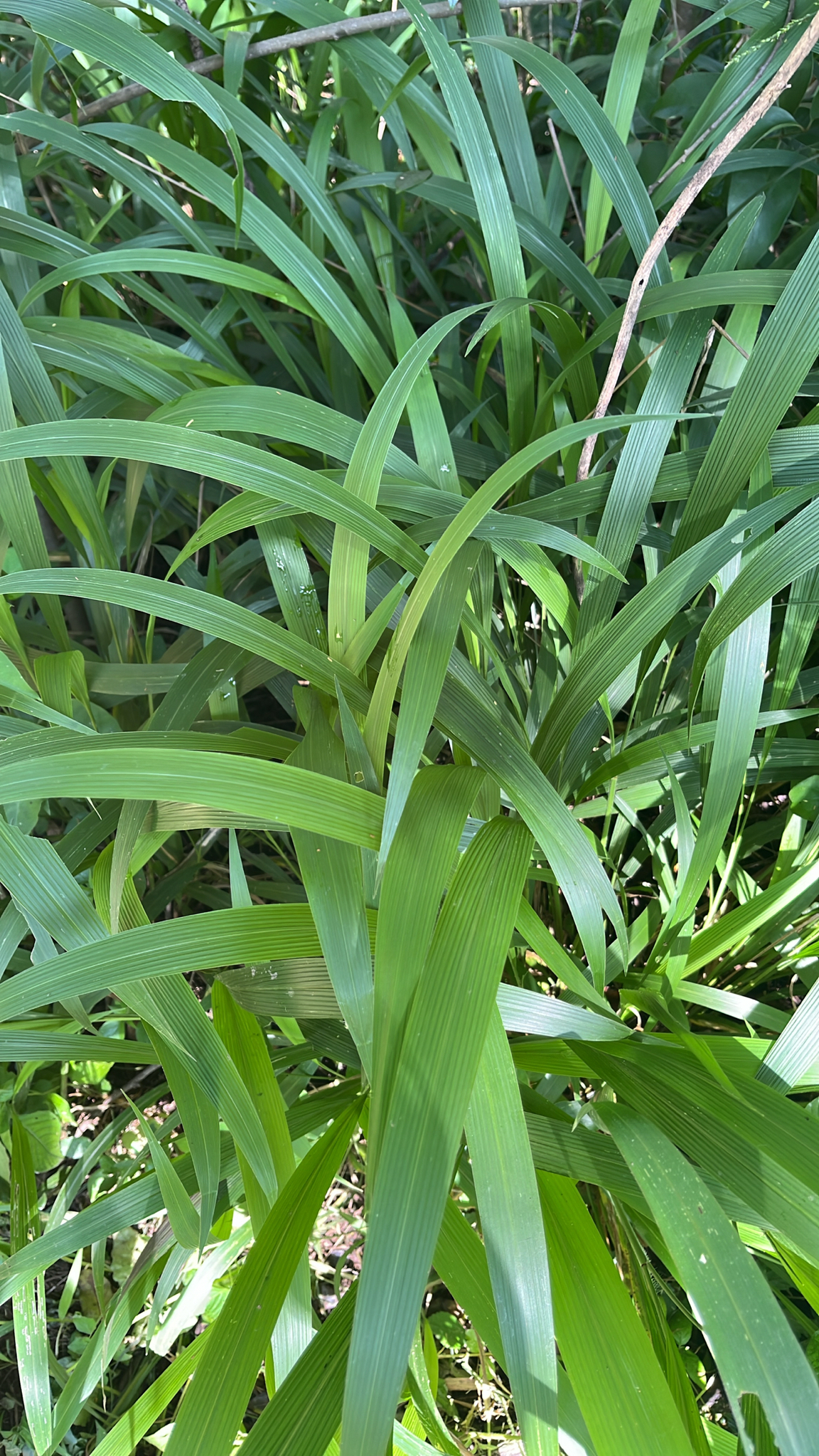 Imagem de Setaria megaphylla