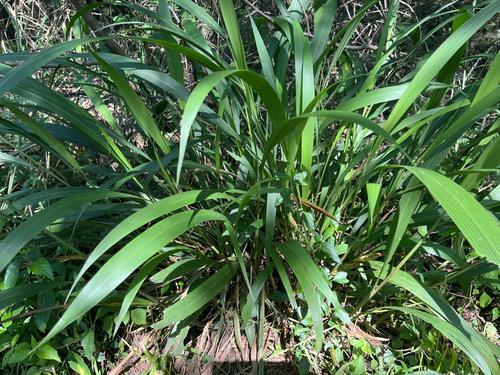 Foto de Setaria megaphylla