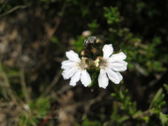 Scaevola linearis