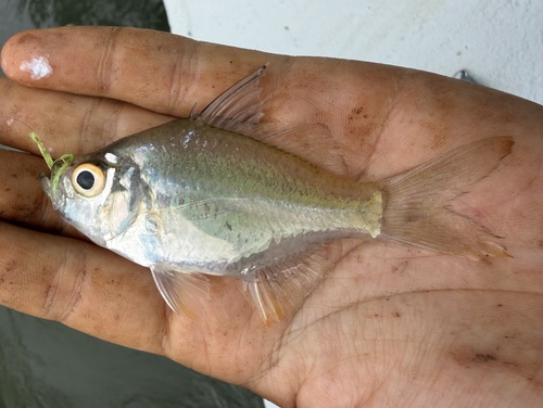 Glassfish (Ambassis nalua) — Ambassidae