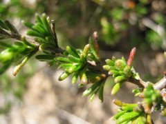 Scaevola linearis