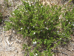 Scaevola linearis
