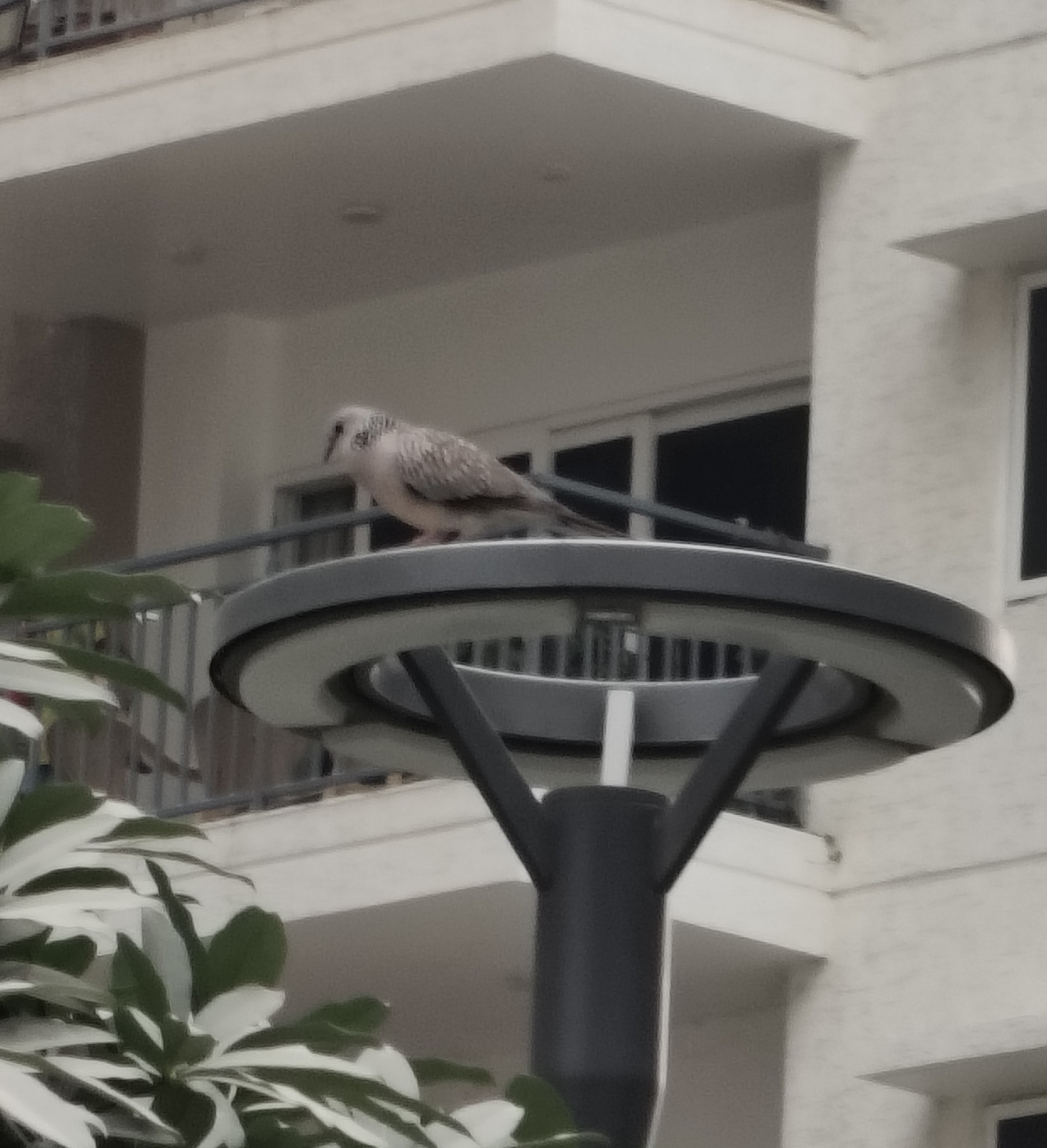 Spotted Dove (Spilopelia chinensis), photo 4