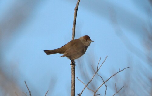 Eurasian Blackcap (Sylvia atricapilla), photo 6