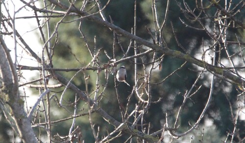 Long-tailed Tit (Aegithalos caudatus), photo 2