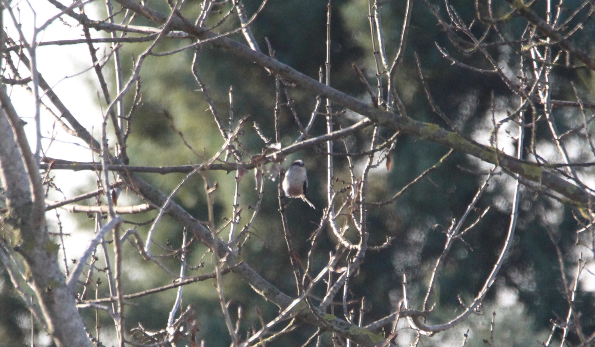 Long-tailed Tit (Aegithalos caudatus), photo 2
