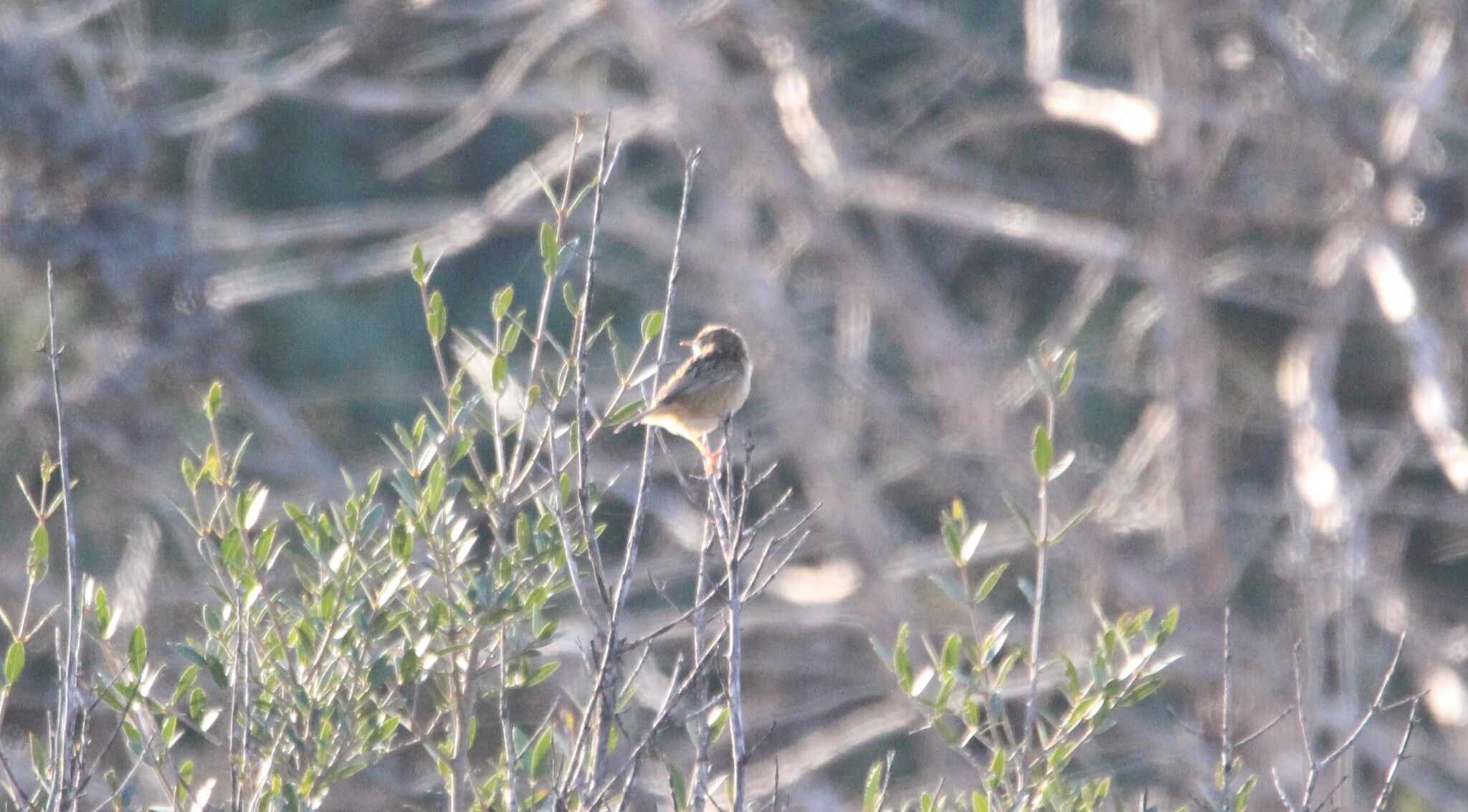 Zitting Cisticola (Cisticola juncidis), photo 3