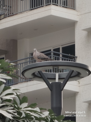 Spotted Dove (Spilopelia chinensis), photo 5