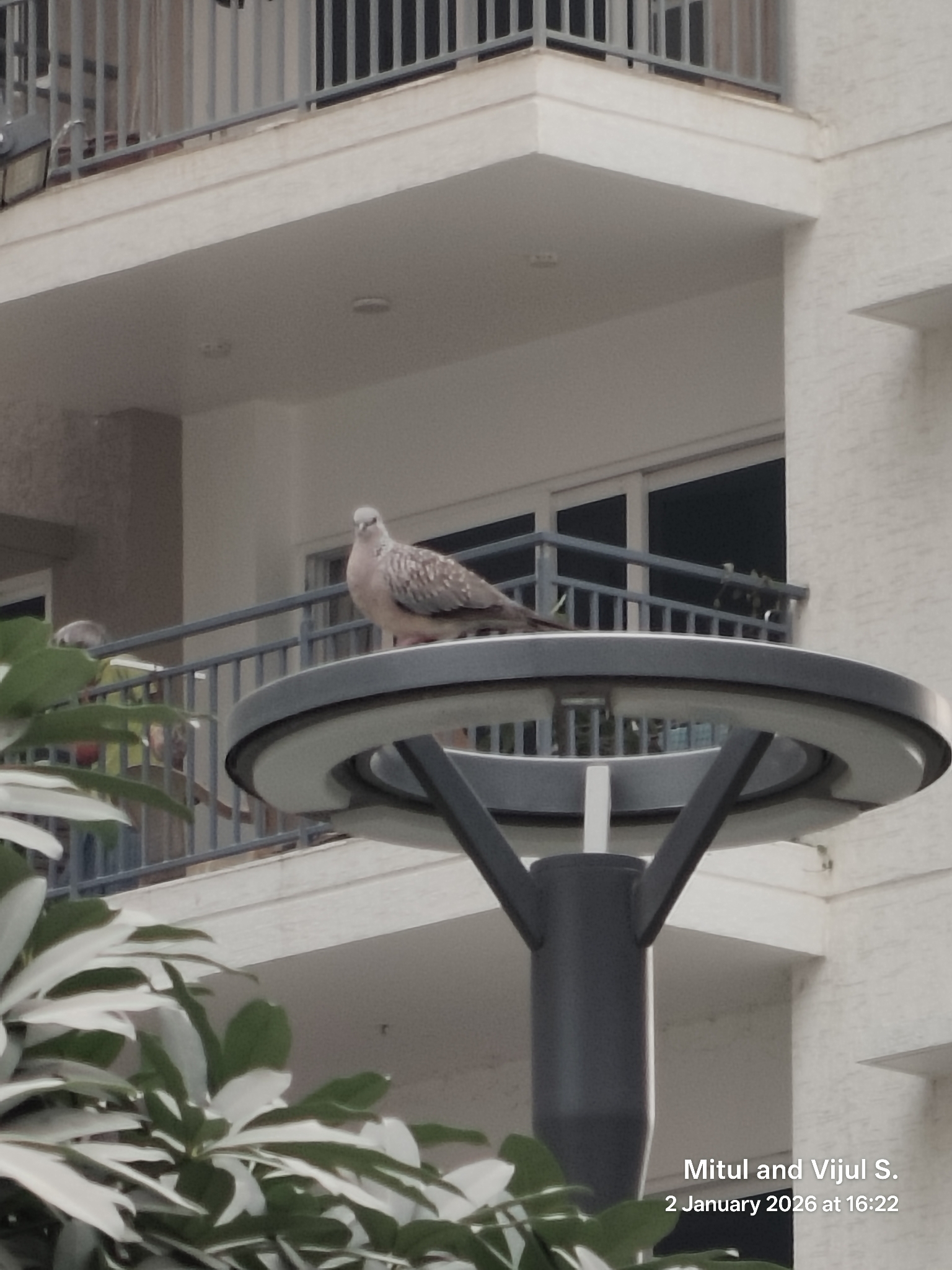 Spotted Dove (Spilopelia chinensis), photo 5
