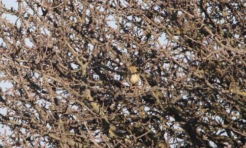 Meadow Pipit (Anthus pratensis), photo 4