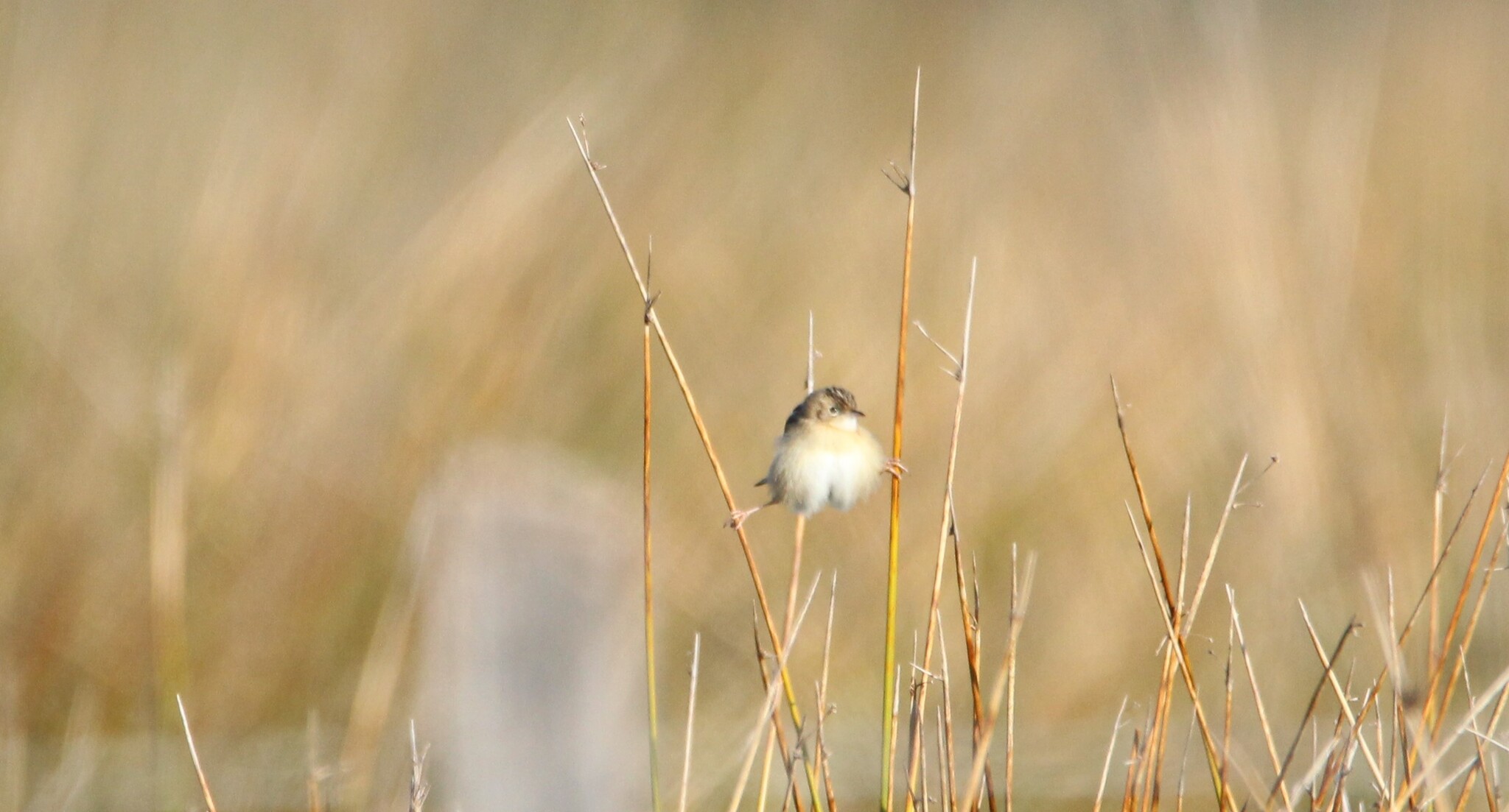 Zitting Cisticola (Cisticola juncidis), photo 4